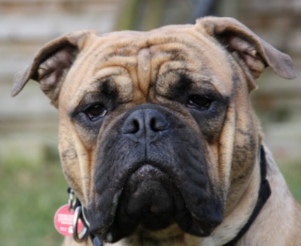 Sunniebull's Angus – Rosenohr